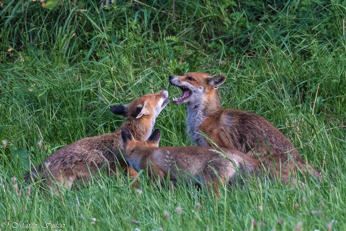 Worüber die Fuchsfamilie wohl redet?
